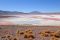 At Laguna Colorada